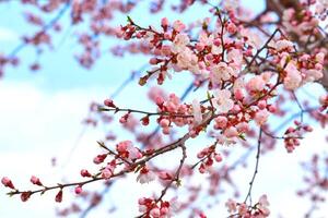 Beautiful pink delicate spring flowers,fruit tree, gardening photo