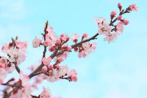 hermosa linda rosado delicado primavera flores, frutas árbol, jardinería foto