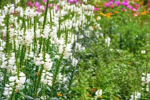 Young blooming white Physostegia virginiana flowers for landscaping, gardening photo