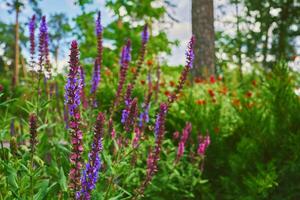 Pink magenta sage salvia flowers,spring meadow,lush vegetation photo