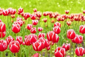 Delicate carpet picture of red pink tulips in the park, plantation photo