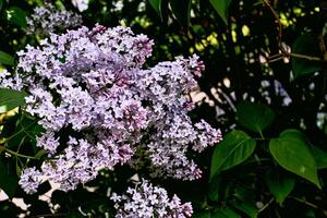 Spring lilac bush, freshness and pleasantness photo