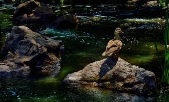 Wild brown duck walking on volcanic rocks on a river photo