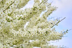 Lovely delicate flowers of spring fruit trees. Future delicious fruits photo