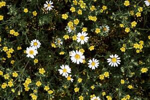 Cute useful medicine chamomile on a sunny green meadow in forest park photo