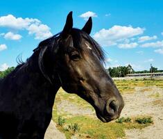 el cabeza de un negro marrón caballo y un ganado granja en el pueblo foto