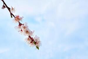 hermosa blanco delicado primavera flores, el azul cielo. foto