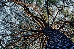 Bottom view of a large copper pine tree with green needles photo