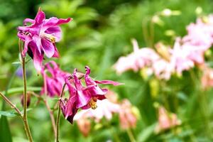 Lovely pink magenta garden flowers bluebells and pale greens photo