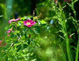 Pink purple rosehip flower in a sunbeam among green foliage photo