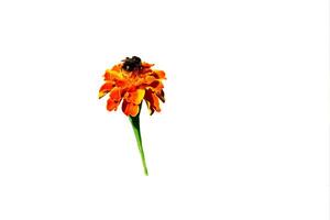 Orange flower tagetes with bumblebee isolated on white background photo