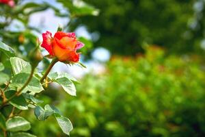 delicado linda rojo rosas con brotes y en un verde Fresco jardín foto