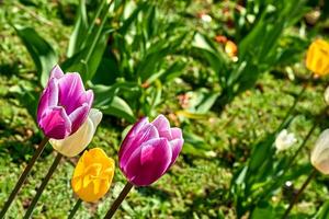 Sunny green meadow with blooming pink red yellow tender tulips photo