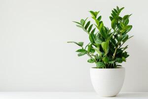AI generated Green Zamioculcas plants displayed in white ceramic pots on a white background. photo