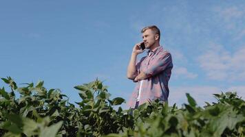 Young farmer talking on the phone in the soybean field video