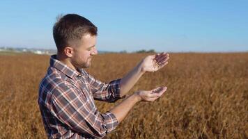 A farmer in the middle of a soybean field examines the grains of a mature plant and pours them from hand to hand video