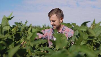 A young farmer looks at a soybean sprout in his field video