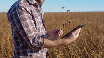 een boer in de midden- van een soja veld- onderzoekt de stengels van een volwassen fabriek en looks Bij een tablet in zijn hand- video