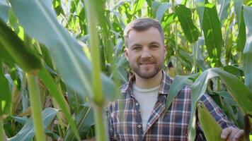 uma agricultor ou agrônomo dentro uma milho campo carrinhos dentro a meio do milho brotos e sorrisos às a Câmera video