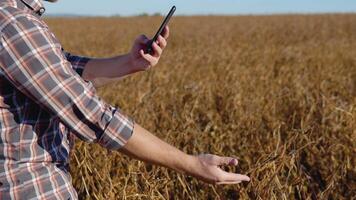 un granjero o agrónomo en un campo toma un foto de maduro haba de soja tallos en un cámara en su célula teléfono video