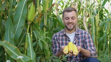 A farmer or agronomist in a corn field holds young ears of corn in his hands video