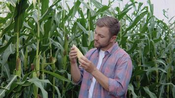 une Jeune content agriculteur examine une tête de blé dans le sien champ. le agriculteur évalue le qualité de le biologique blé surgir video