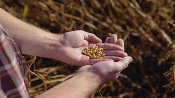 A farmer in the middle of a soybean field holding in his hands the grains of a mature plant. Close up view of soybeans and man's hands video