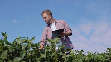 une Jeune agriculteur fait du Remarques dans une tablette à propos le particularités de soja croissance dans le champ video