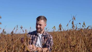 une agriculteur dans le milieu de une soja champ examine le tiges de une mature plante video