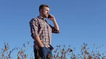 A farmer or agronomist talks on a cell phone in the middle of a soybean field during harvest. Healthy vegetarian food video