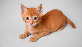 AI generated Cute little red kitten photography,Cat Photography photo