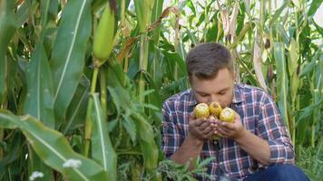 un' contadino o agronomo nel un' Mais campo detiene giovane orecchie di Mais nel il suo mani. agronomico supporto di in crescita colture video