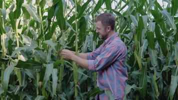 un joven contento granjero examina un cabeza de maíz en su campo. el granjero evalúa el calidad de el orgánico maíz cosecha video