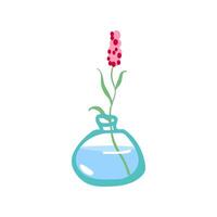 Fresh flower in glass vase. Fragile delicate stems in water. Cut floral plant. Gentle spring blooms, blossomed summer wildflower bouquet isolated vector illustration