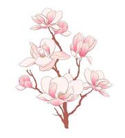 un rama con rosado magnolia flores vector