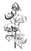 Cotton flower. Floral botanical flower. Isolated illustration element. Vector hand drawing wildflower for background, texture, wrapper pattern, frame or border.
