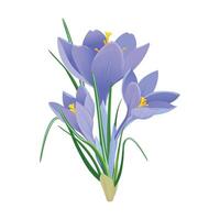 Mauve crocus on a blue background. vector