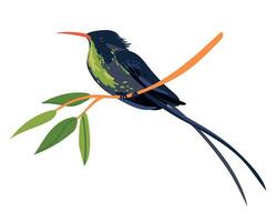 Rufous-billed Streamer-tailed Hummingbird , Trochilus polytmus in front of a white background. National bird of Jamaica in flat style. A small bird sits on a branch. Vector illustration. Cartoon