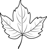 winter fall leaf, autumn leaf, maple leaf line art vector