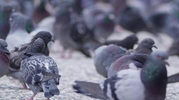 Animal Bird Pigeons on the Ground video