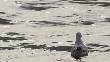 animal oiseau mouettes sur mer l'eau video