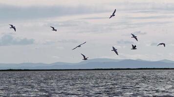 djur- fågel seagulls på hav vatten video