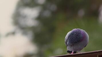 animal oiseau pigeons sur le toit video