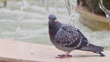 Animal Bird Pigeons near the Water Fountain video