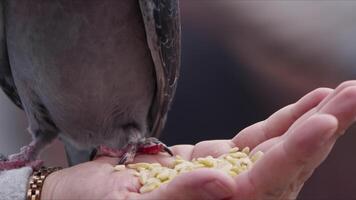 alimentation animal oiseau pigeons par main video