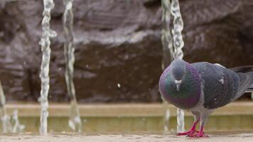 Animal Bird Pigeons near the Water Fountain video