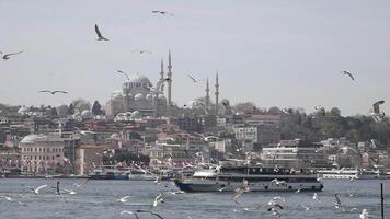 kalkoen Istanbul 12 januari 2024. meeuwen vliegend in blauw lucht en nieuw moskee in achtergrond video