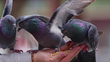 alimentation animal oiseau pigeons par main video