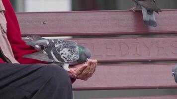 Feeding Animal Bird Pigeons By Hand video