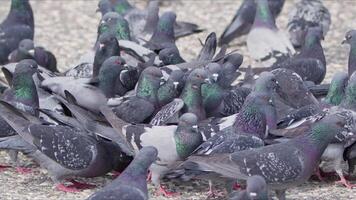 animal oiseau pigeons sur le sol video